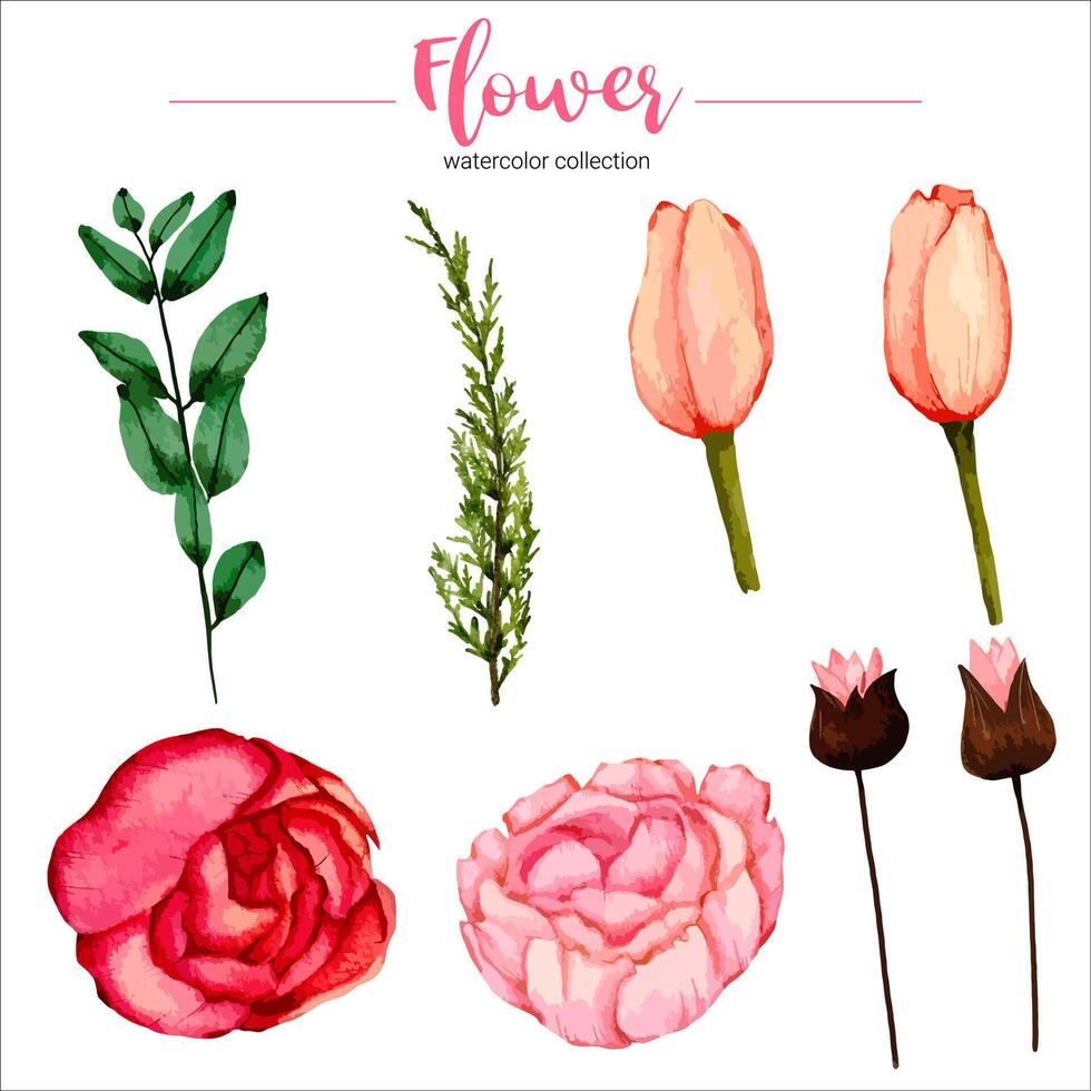 Watercolor flower set vector