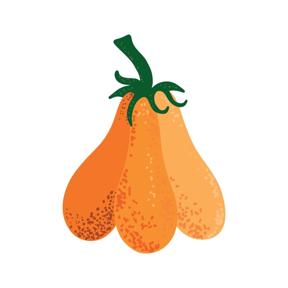 calabaza para el día de acción de gracias y el diseño de halloween cosecha de otoño. Verduras orgánicas de otoño. vector ilustración plana