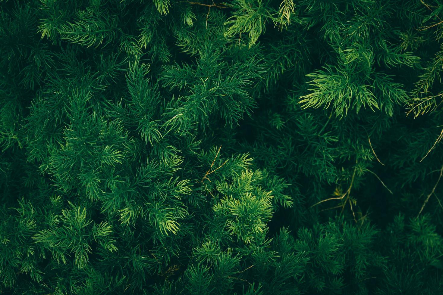 la naturaleza deja un fondo verde en el jardín en primavera. Fondo natural de follaje tropical oscuro. foto