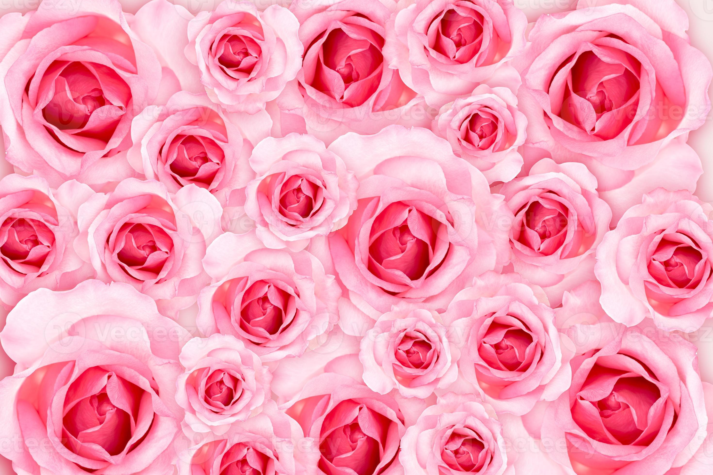 Abstract Background. Fresh flower pink roses wallpaper. love and  Valentine's Day. 2928558 Stock Photo at Vecteezy