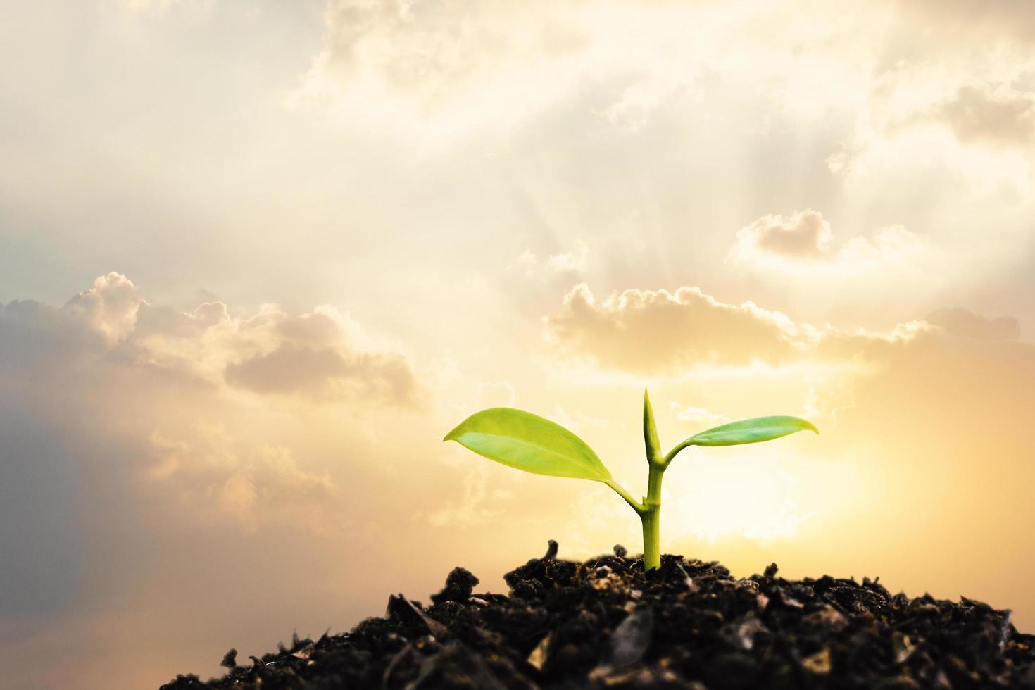 planta joven que crece al atardecer. salvar el medio ambiente o el concepto de mundo del planeta tierra. medios mixtos. foto