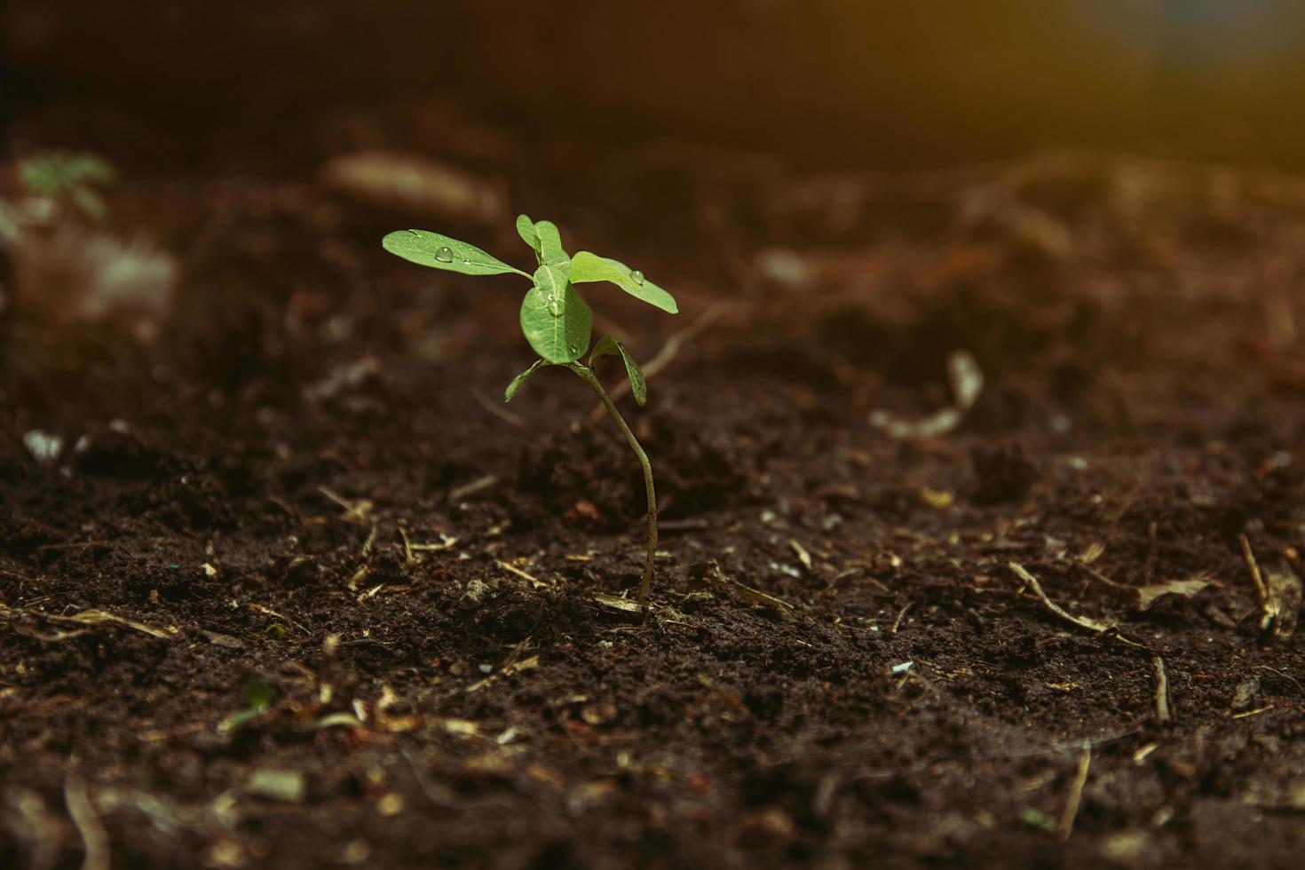 Young plant growing under sunlight photo