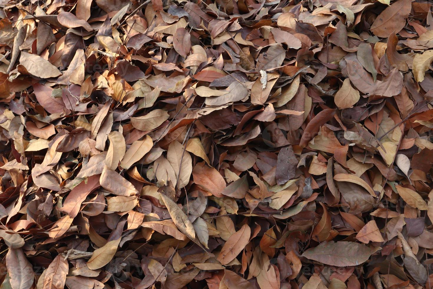 ripe leaf of tree on forest photo