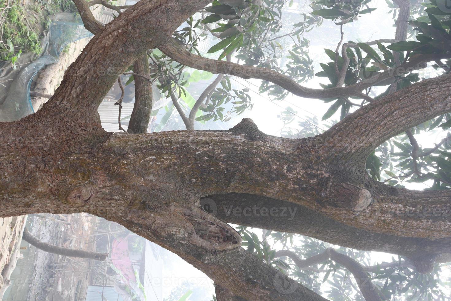 primer plano de árbol de mango con hoja foto