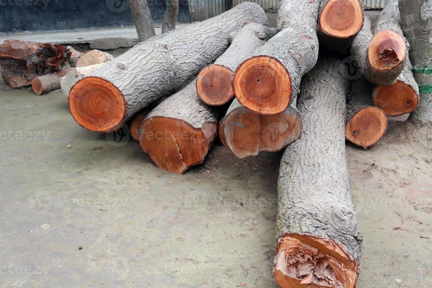 tree stock on saw mill for furniture photo