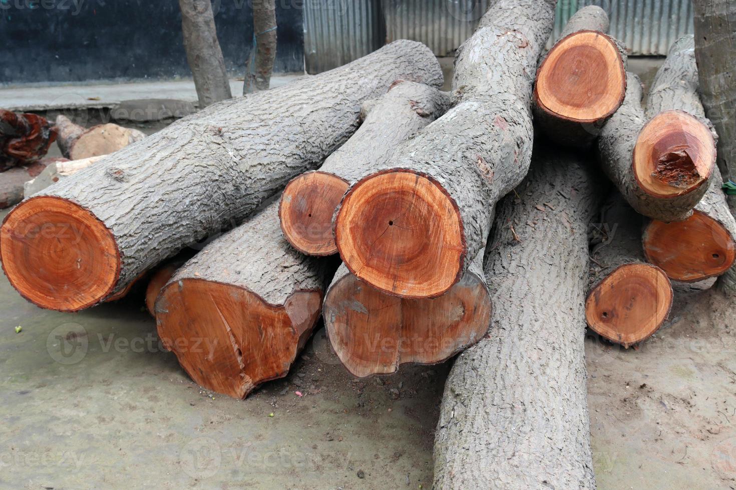 tree stock on saw mill for furniture photo