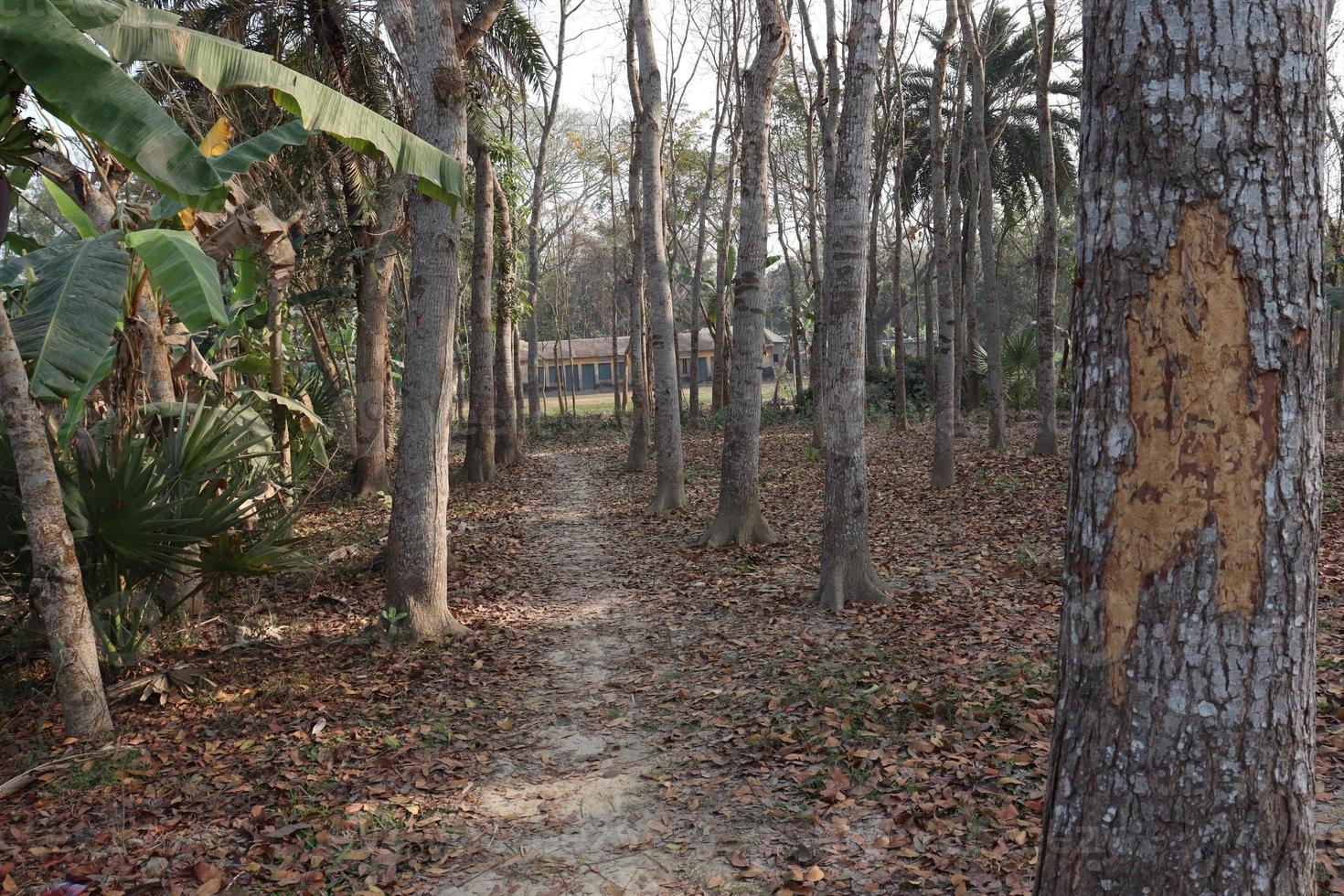 planta de árbol en el bosque para negocios foto