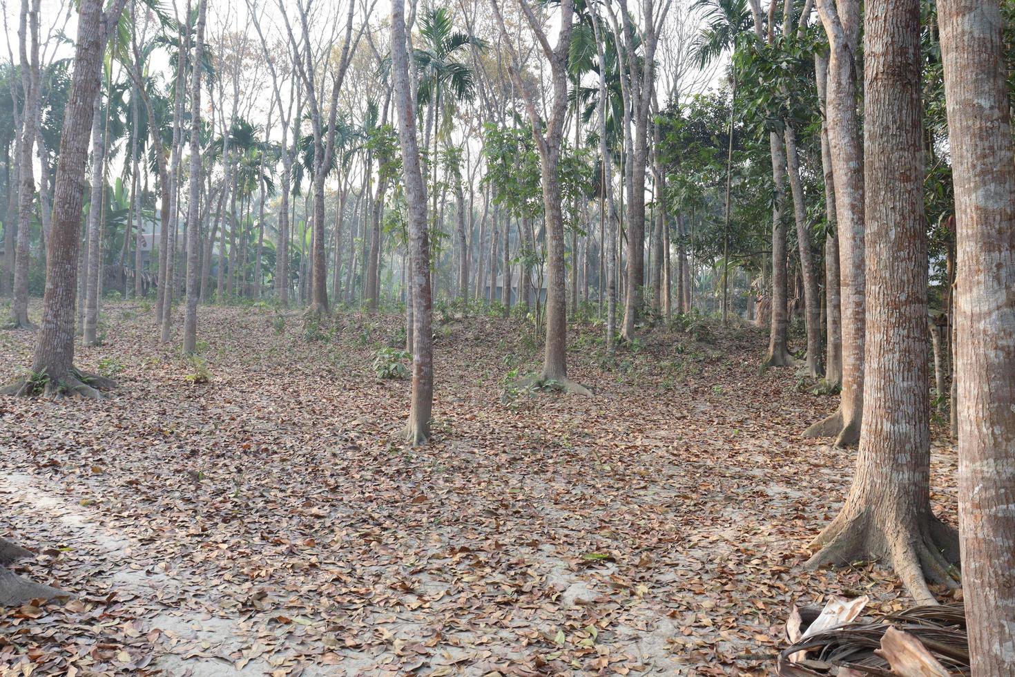 planta de árbol en el bosque para negocios foto