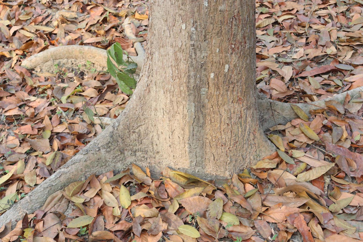 primer plano de las raíces de los árboles con hojas maduras foto