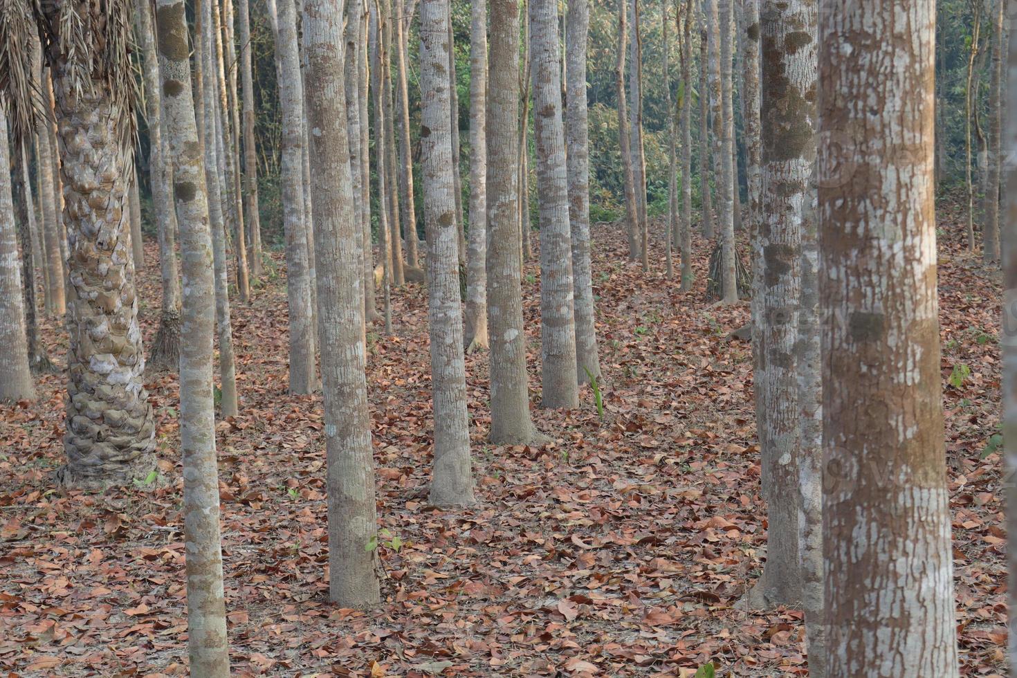 planta de árbol en el bosque para negocios foto