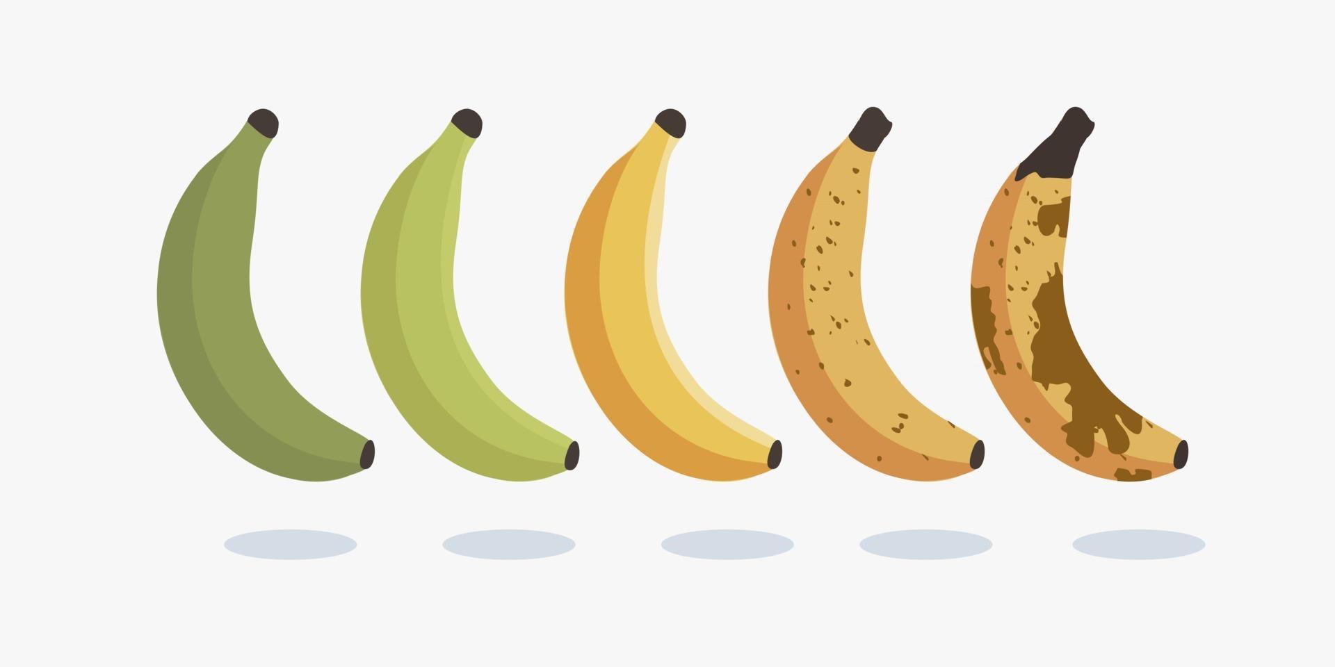 conjunto de piel de plátano en distintos grados de madurez. El progreso de la evolución de la ilustración de diseño de icono de vector de plátano