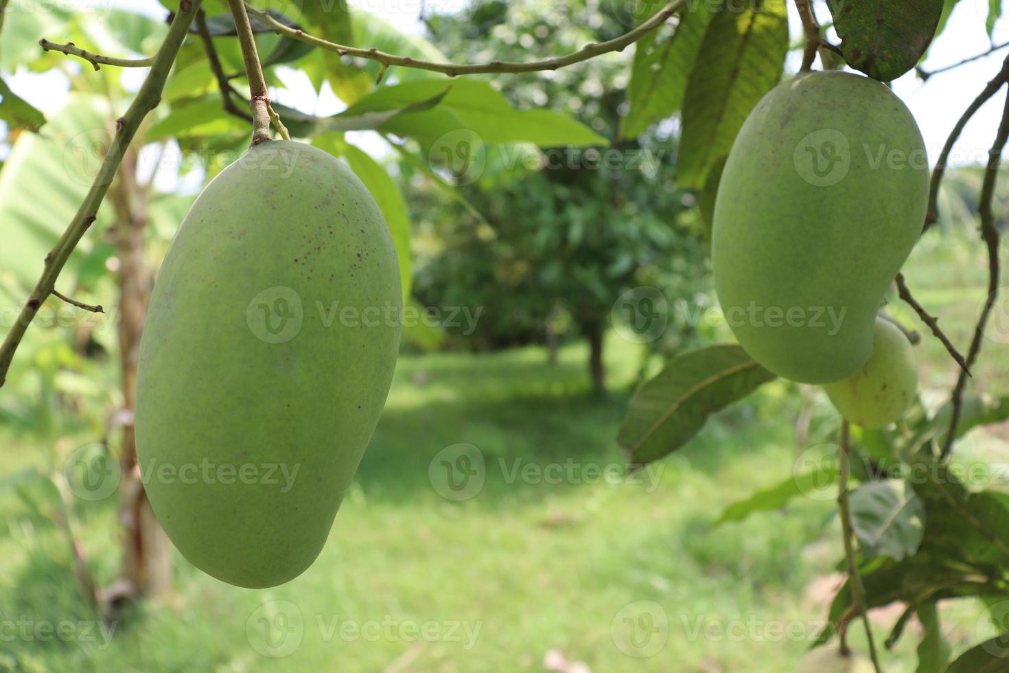 Mango verde crudo en árbol en la empresa foto