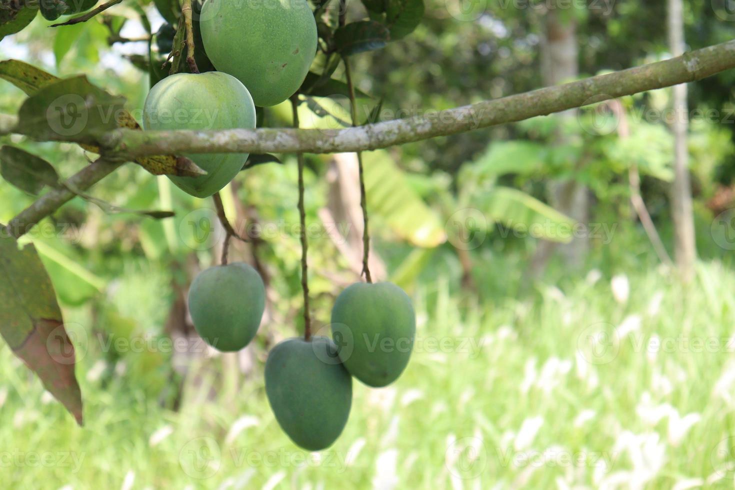 Mango verde crudo en árbol en la empresa foto