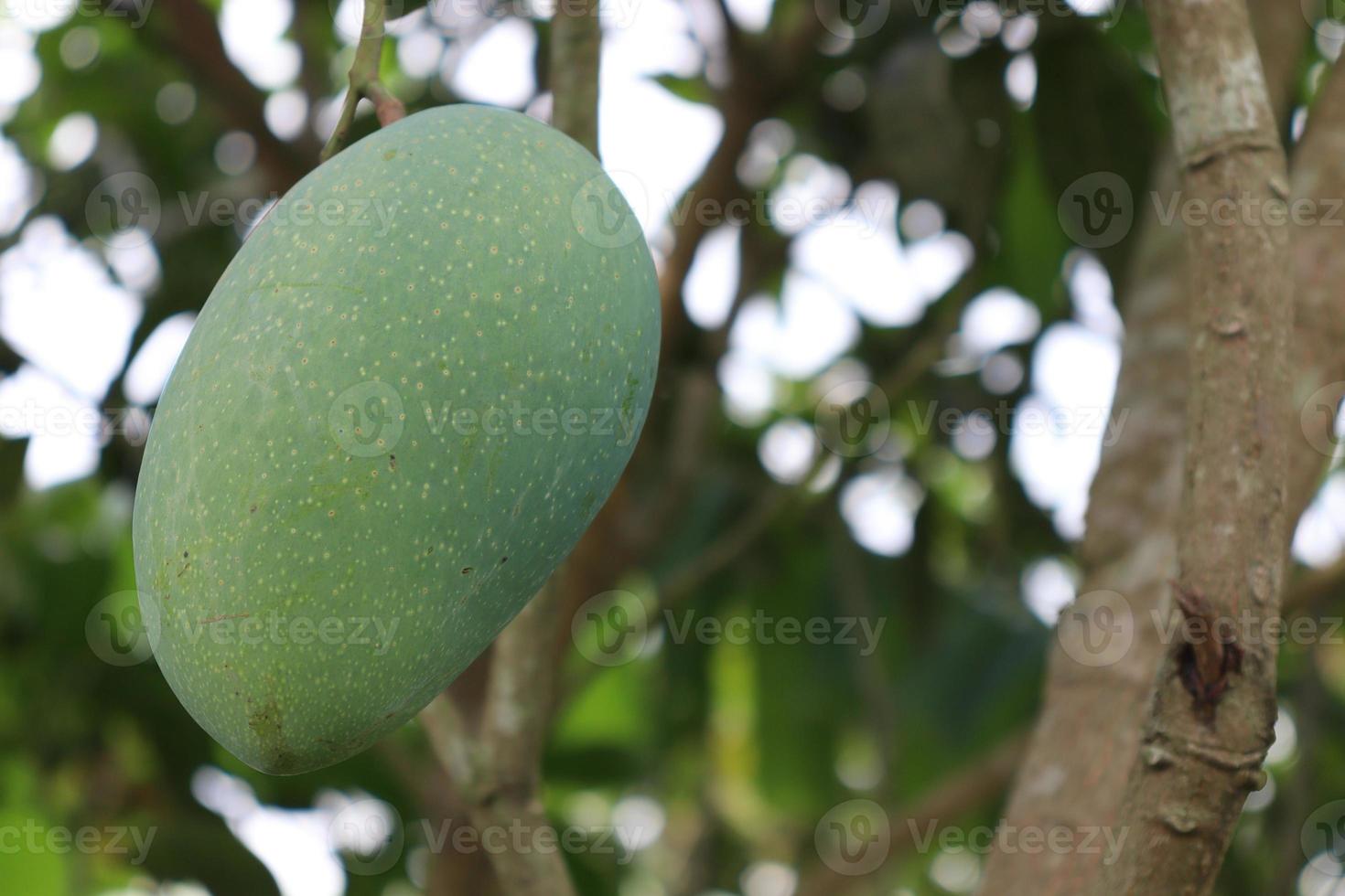 Mango verde crudo en árbol en la empresa foto
