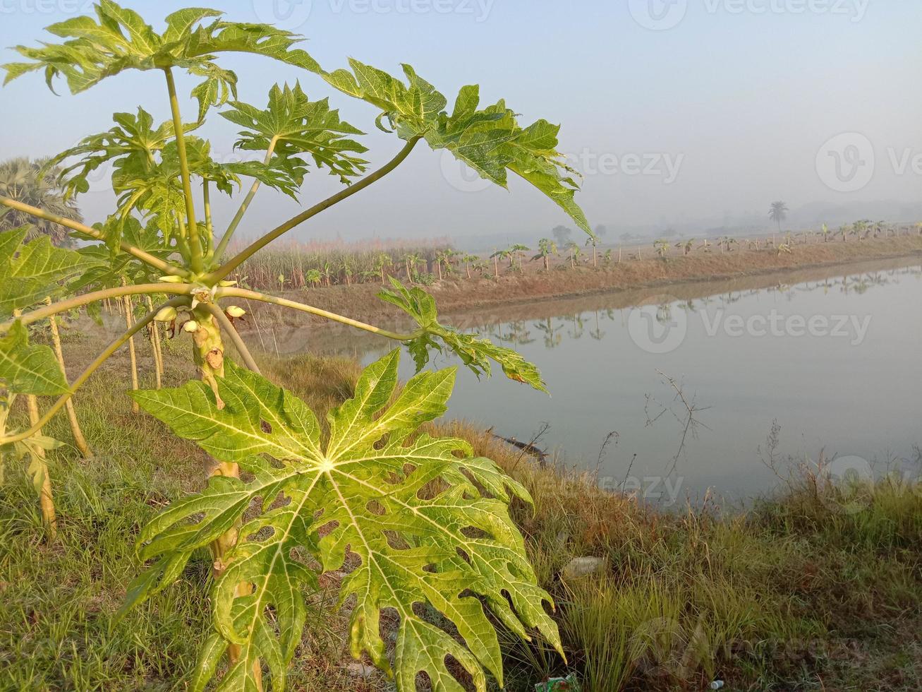 árbol de papaya en el lago para la agricultura foto