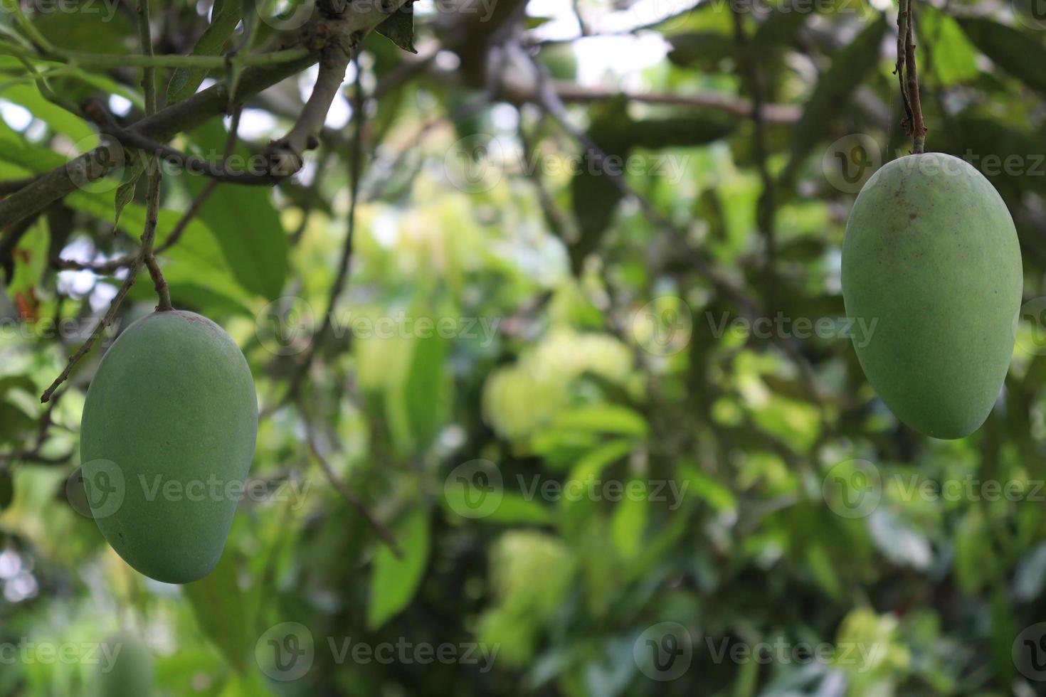 green raw mango on tree in the firm photo