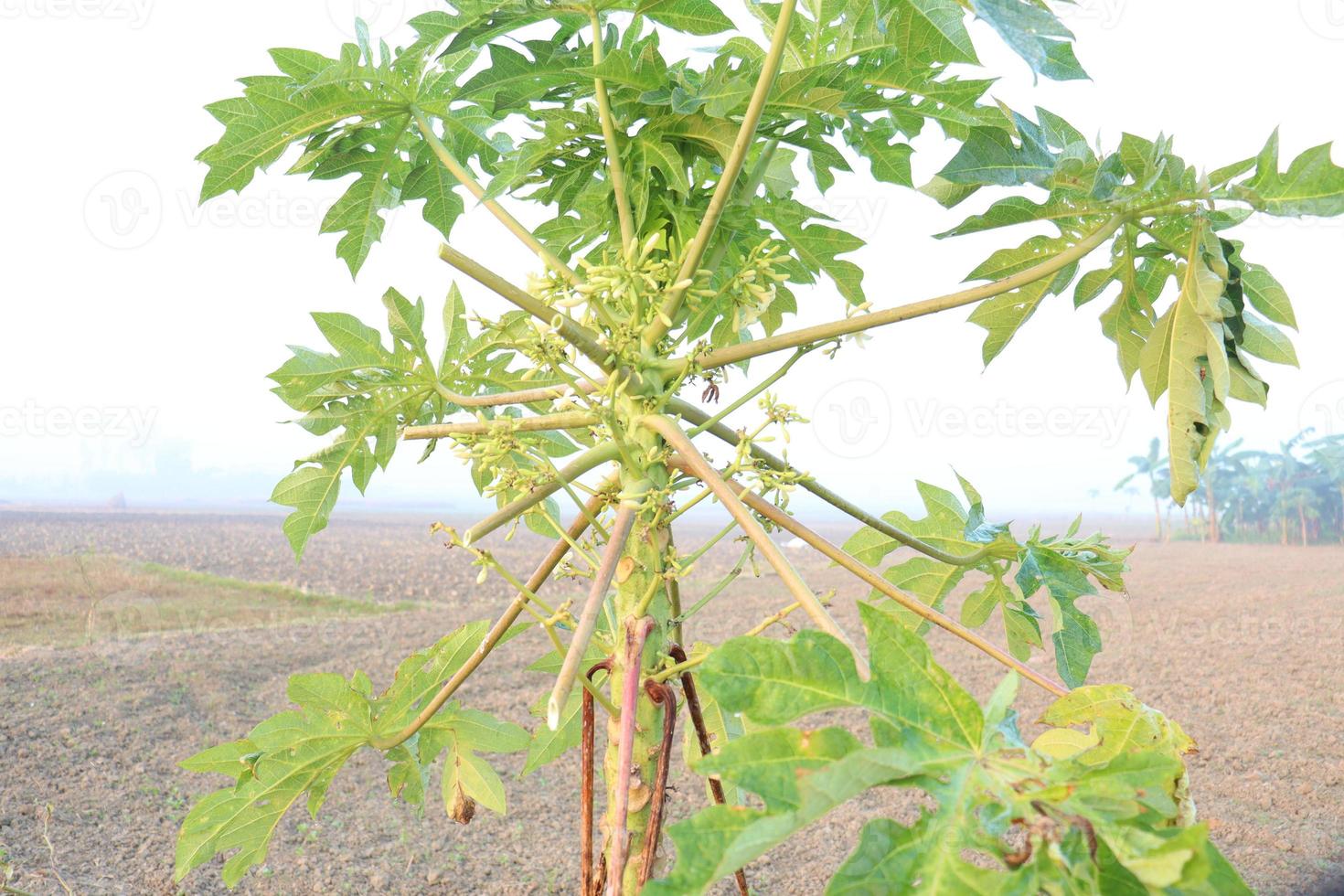 Primer plano del árbol de papaya en la granja foto