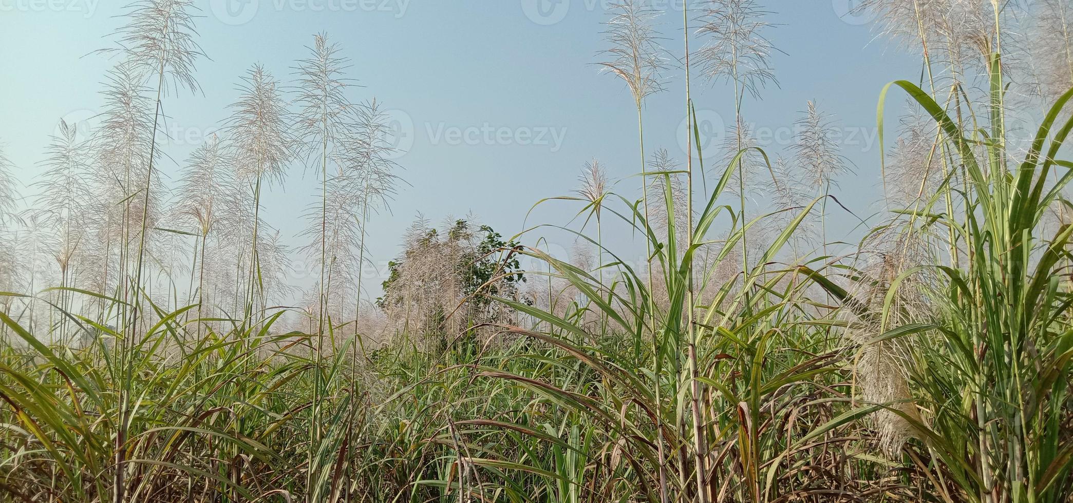 Sugarcane firm closeup on field for harvest photo