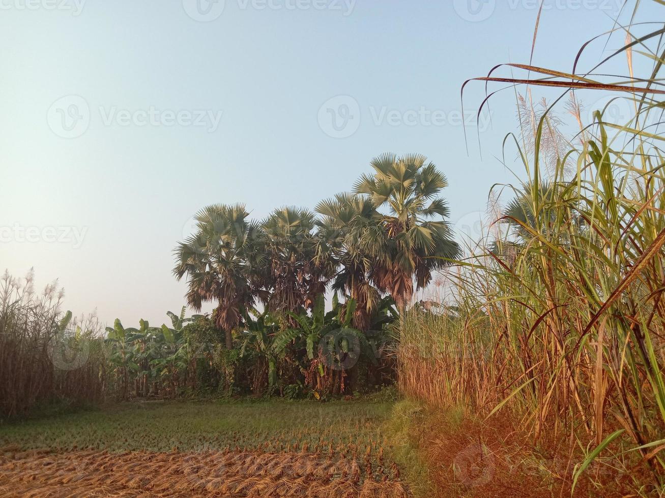 Primer plano firme de caña de azúcar en el campo para la cosecha foto