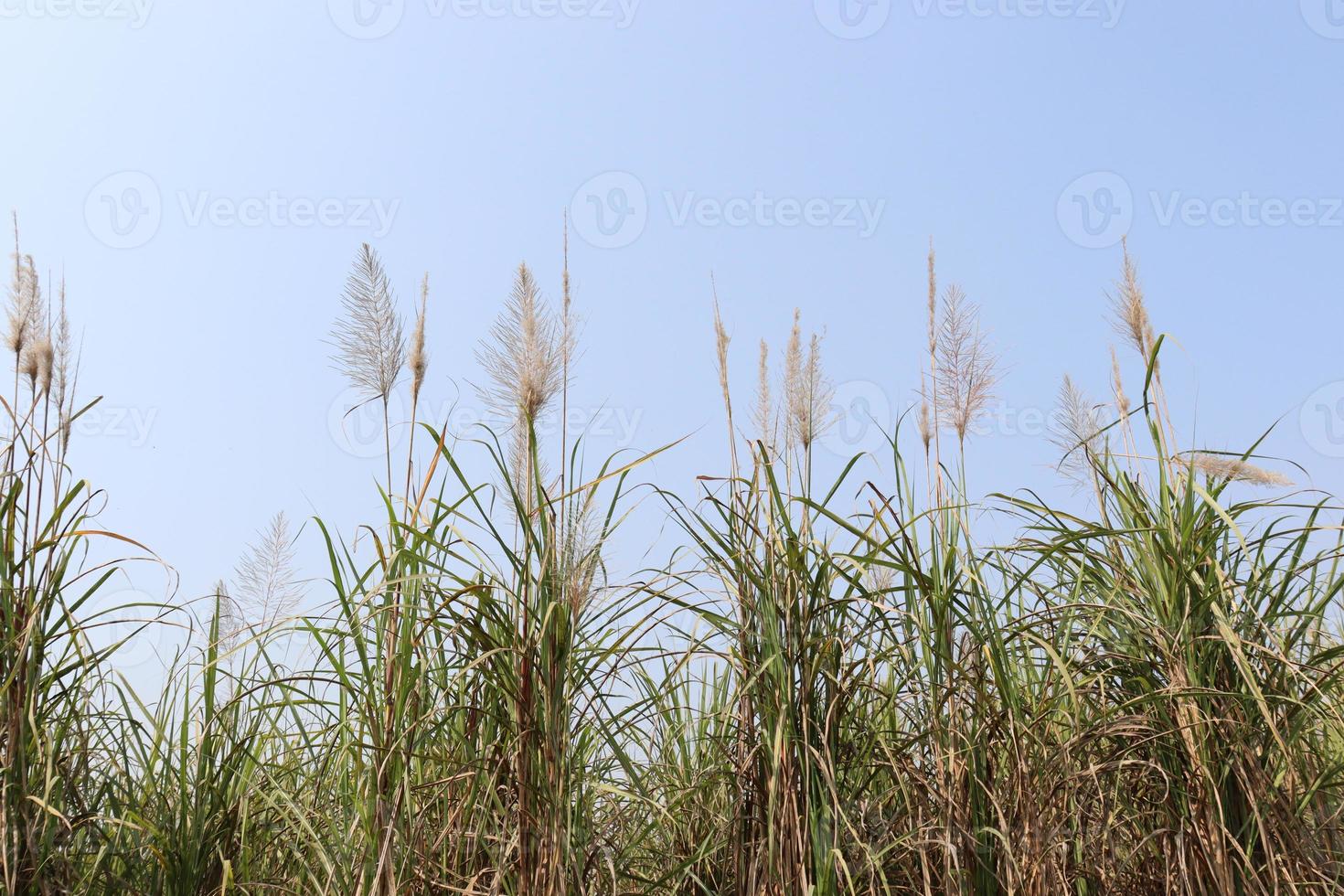Sugarcane firm closeup on field for harvest photo