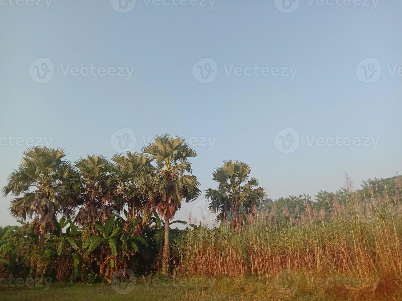 Sugarcane firm closeup on field for harvest photo