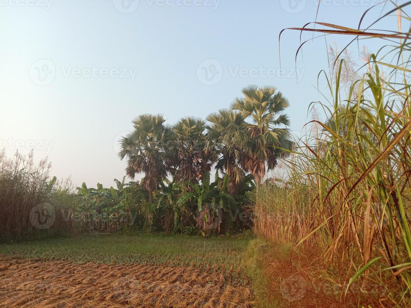 Primer plano firme de caña de azúcar en el campo para la cosecha foto