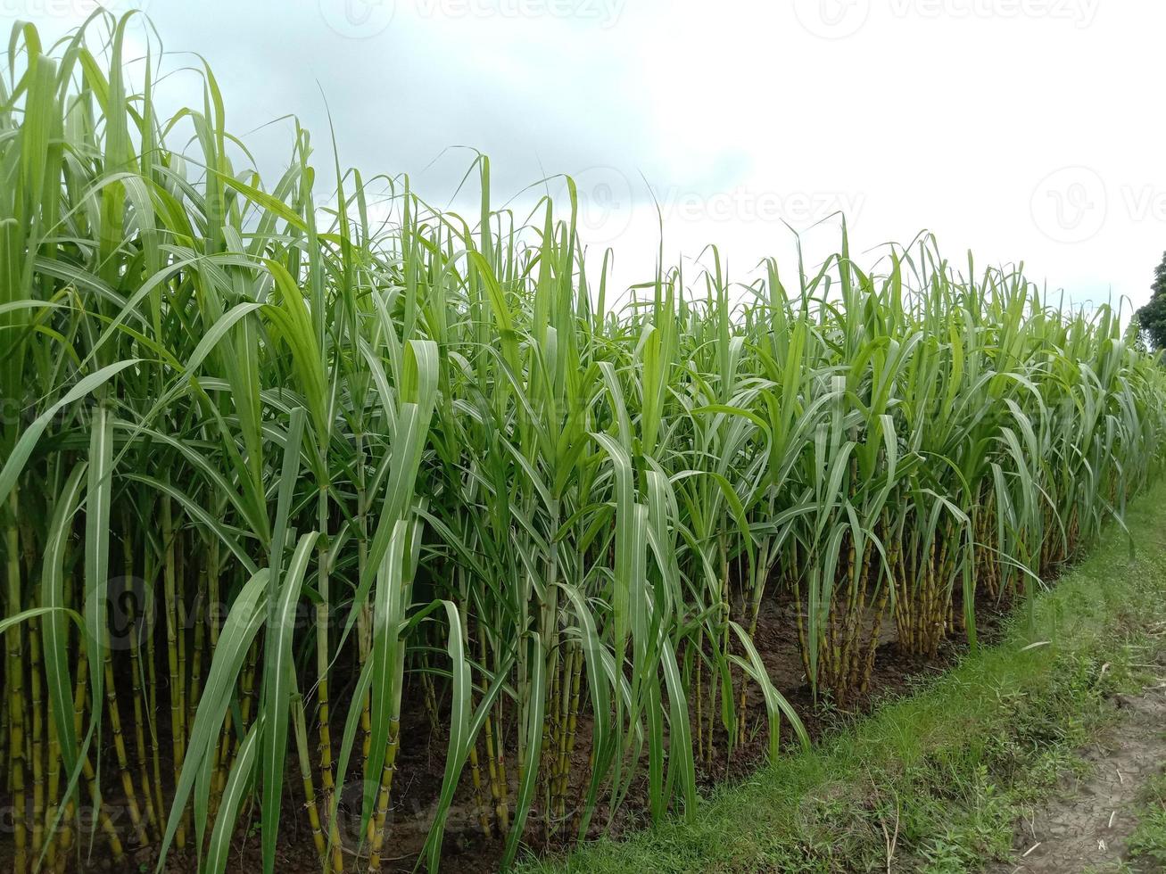 yellow colored tasty and healthy sugar cane photo