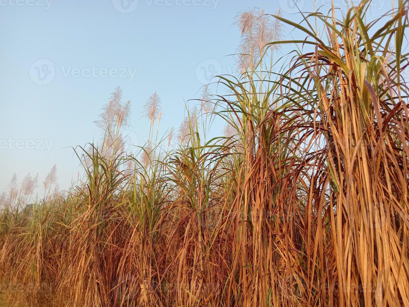 Sugarcane firm closeup on field for harvest photo