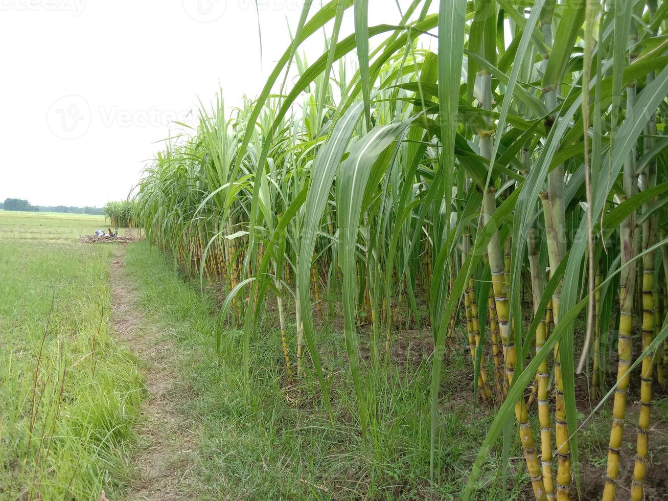 yellow colored tasty and healthy sugar cane photo