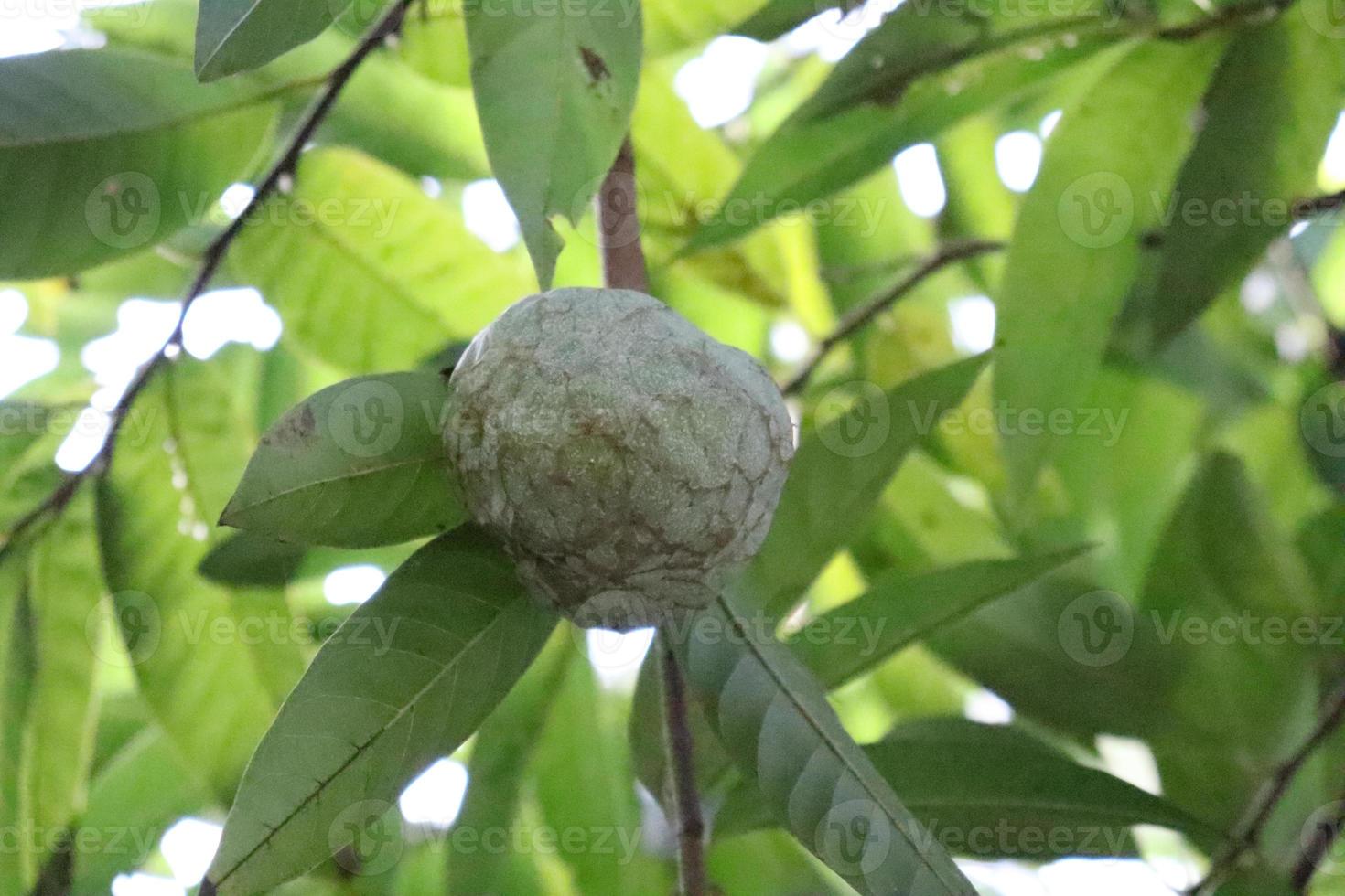 manzana de azúcar sabrosa y saludable foto