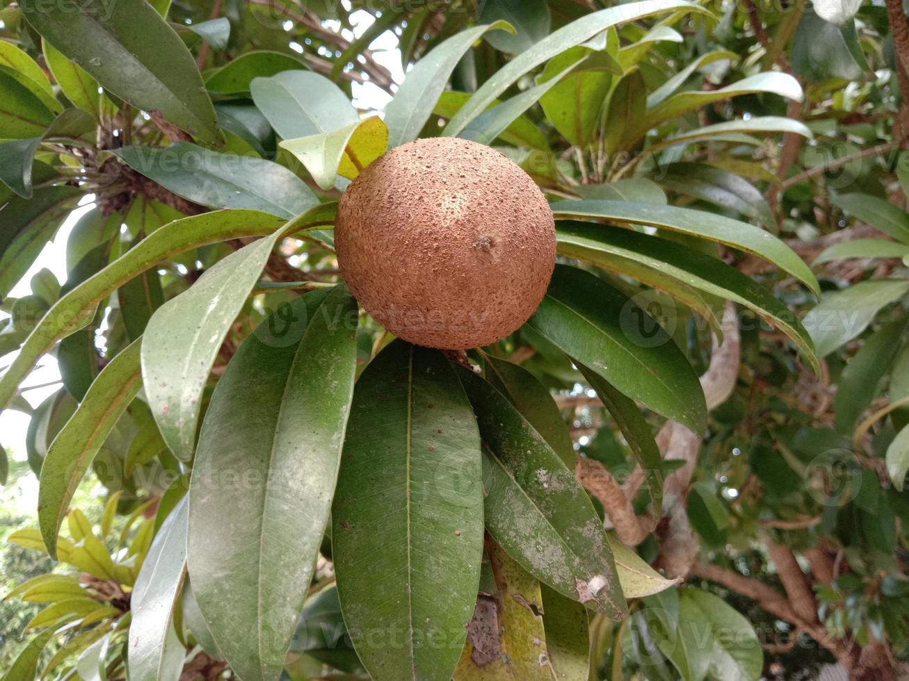 sapodilla closeup on tree in farm photo