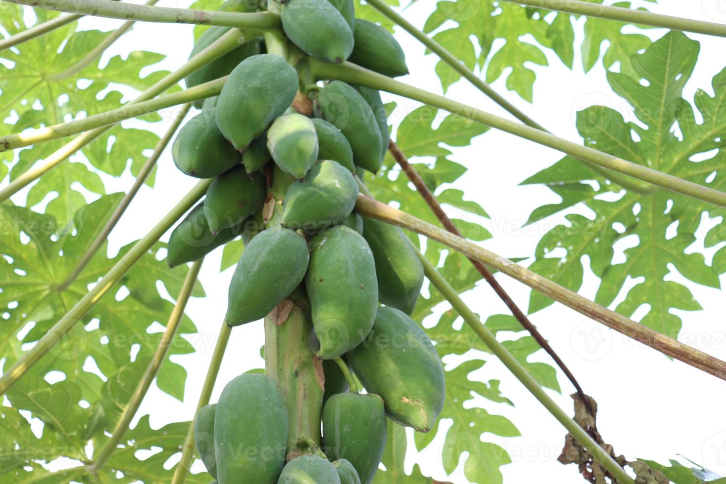 healthy green raw papaya stock photo