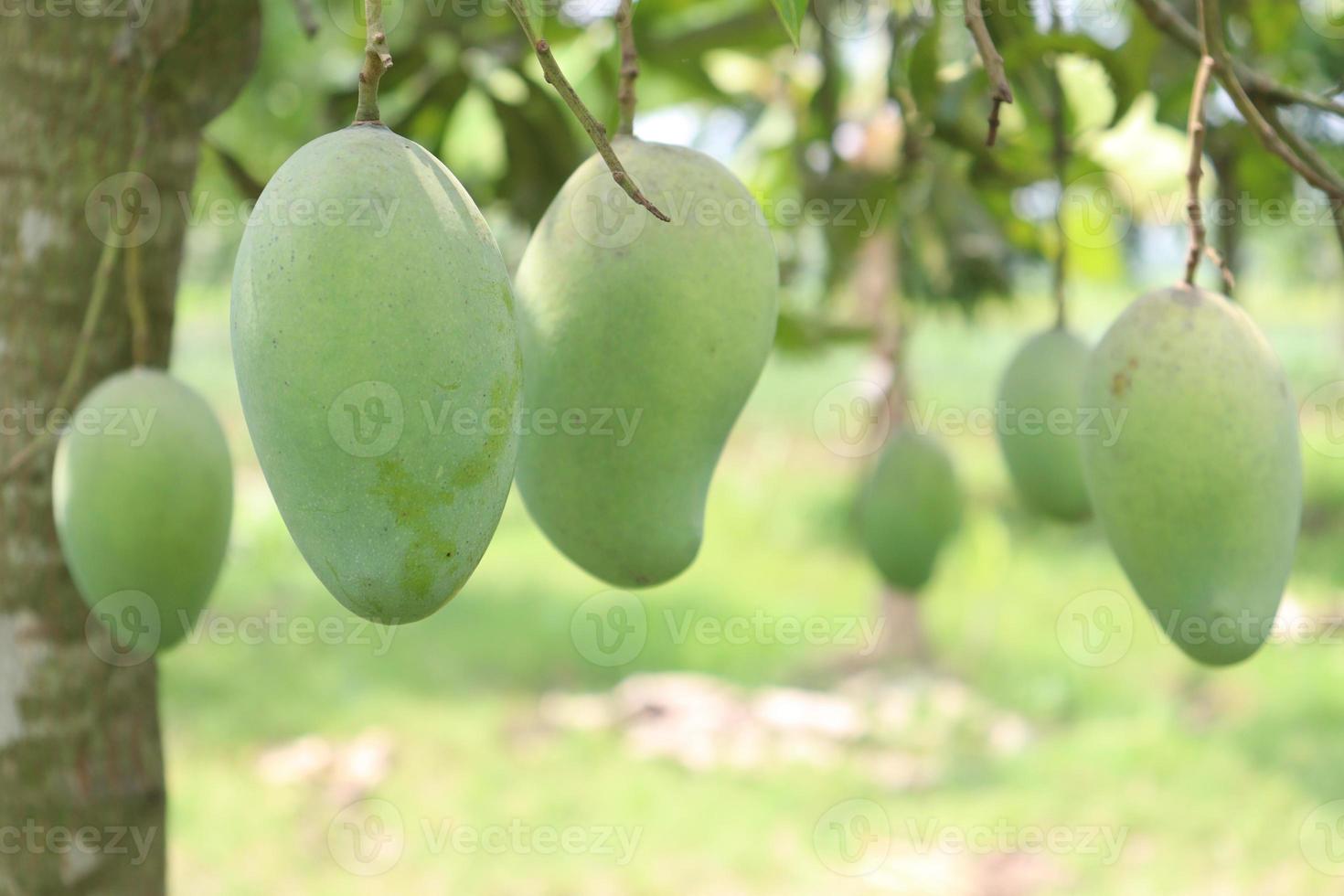 Mango verde crudo en árbol en la empresa foto