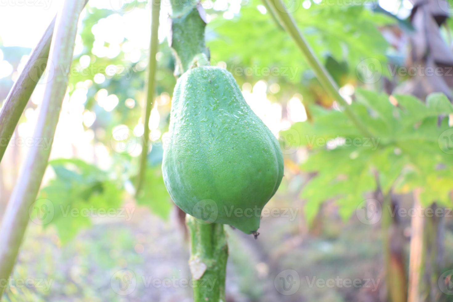 healthy green raw papaya closeup photo