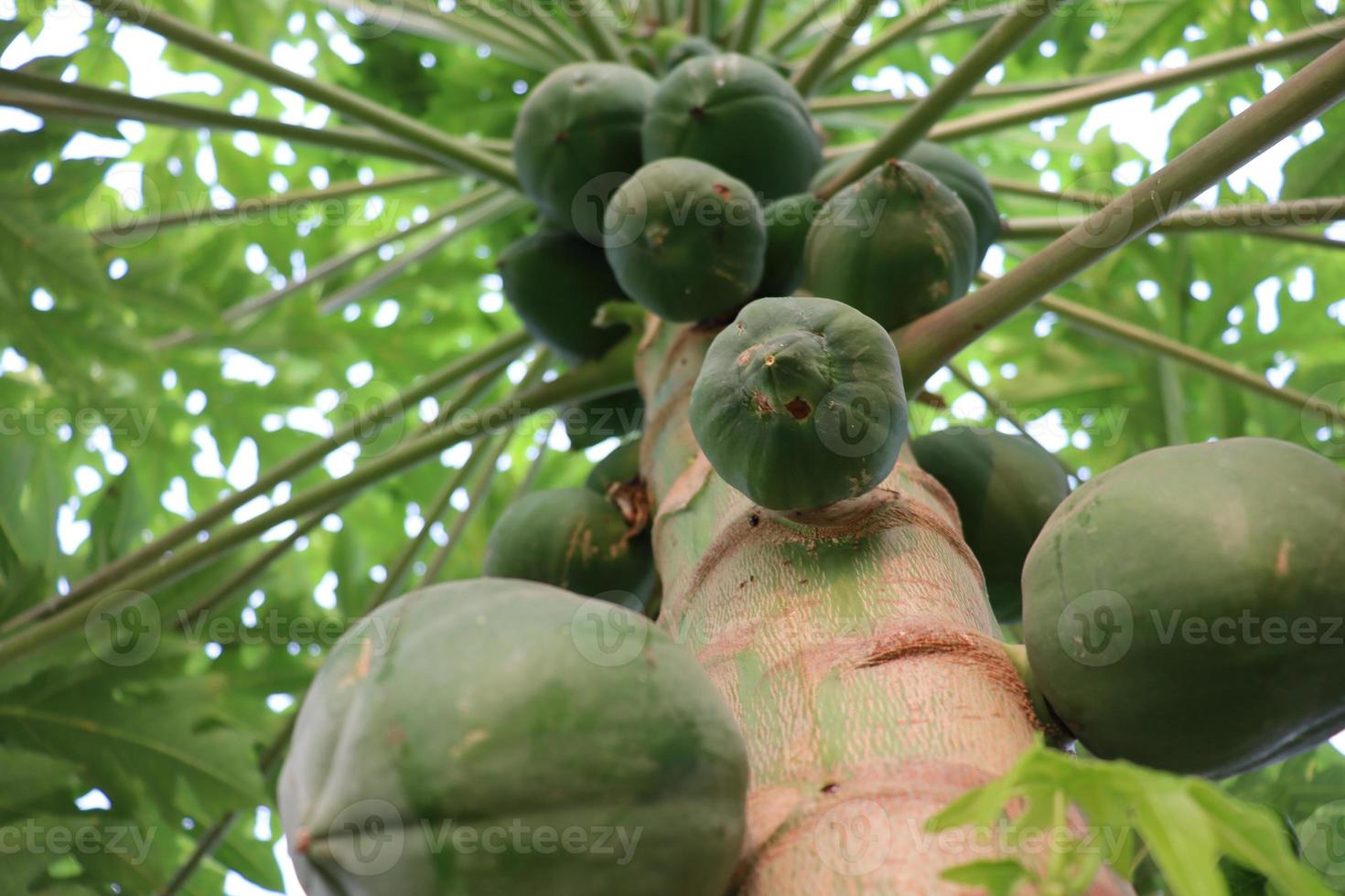 papaya verde saludable en el árbol foto