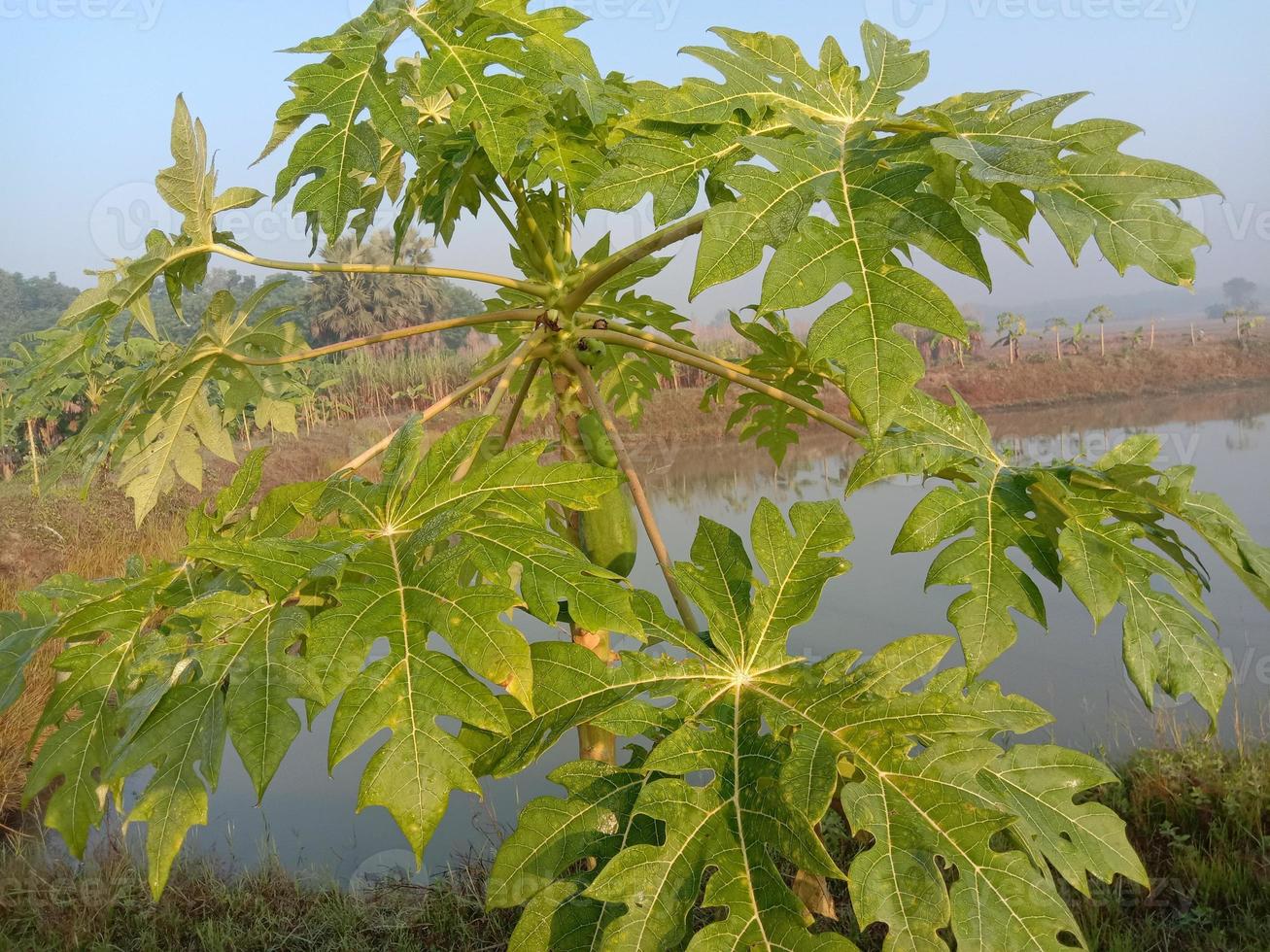 primer plano del árbol de papaya en el lago foto
