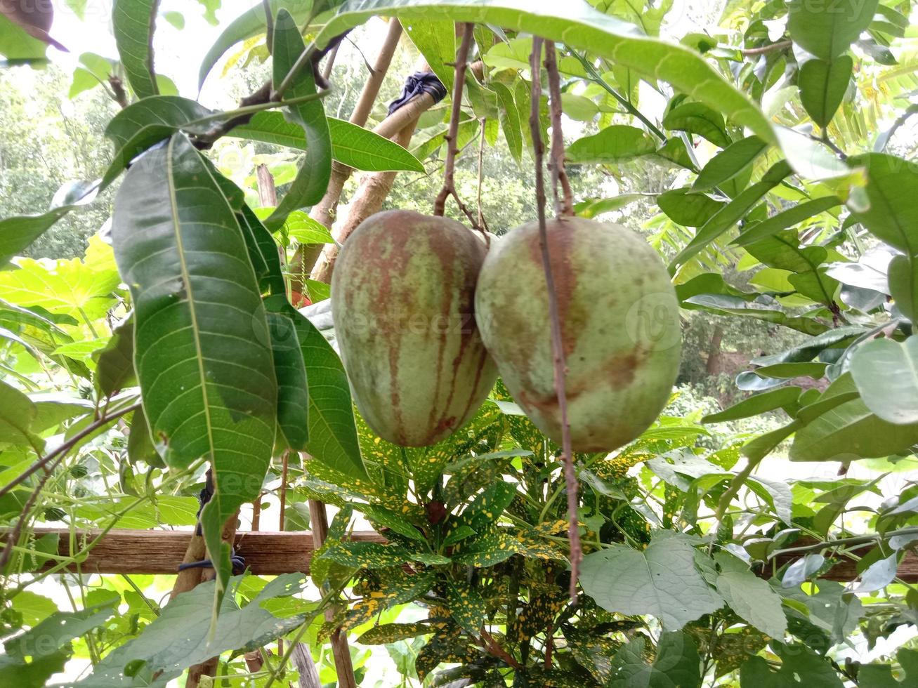 Mango verde crudo en árbol en la empresa foto