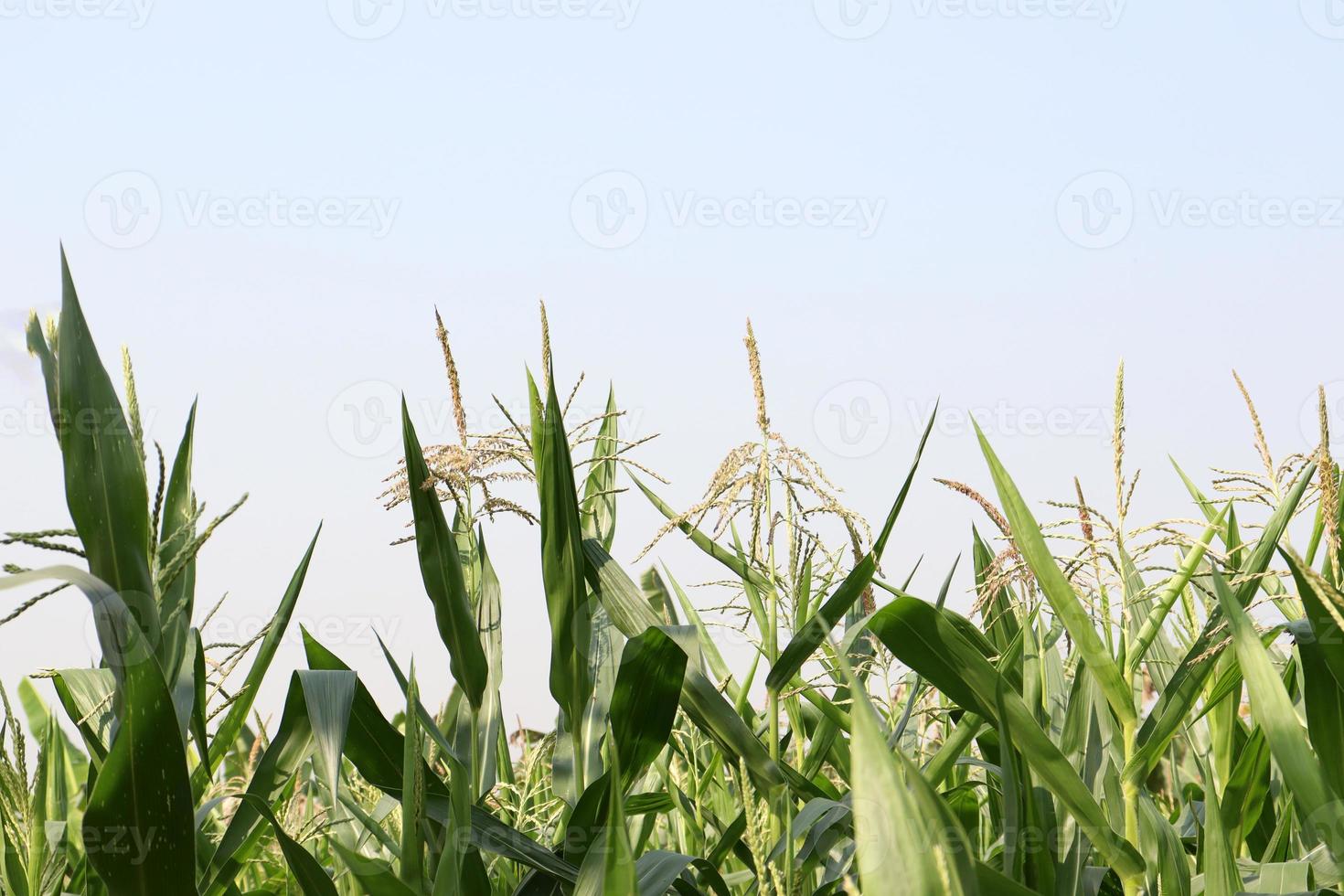 green colored Maize tree firm with flower photo