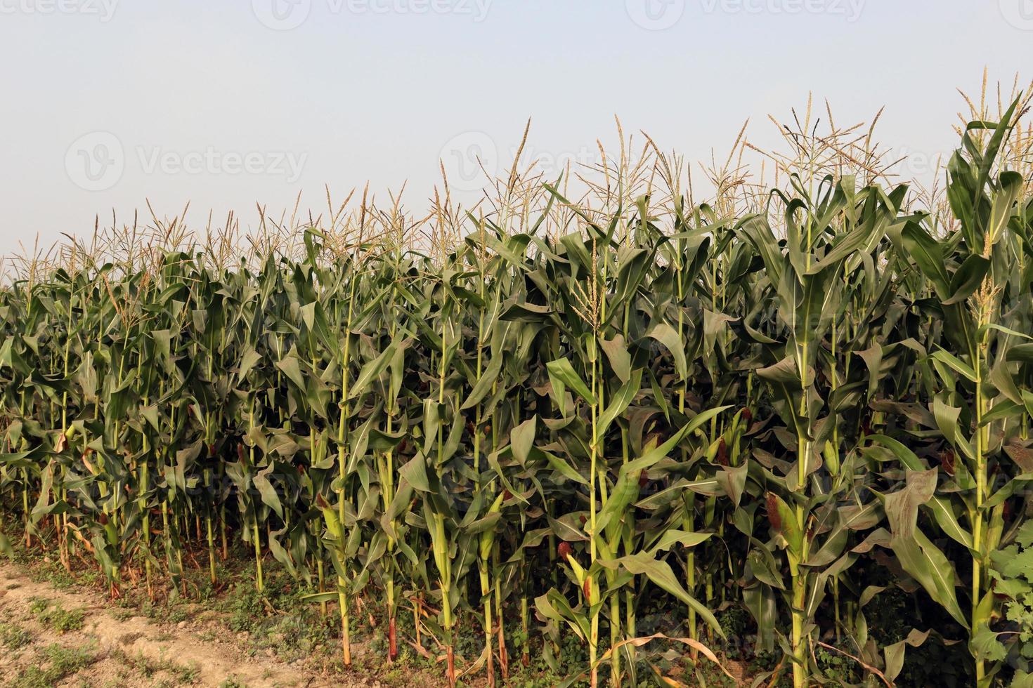 green colored Maize tree firm with flower photo