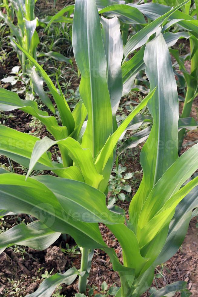 green colored maize leaf on tree photo