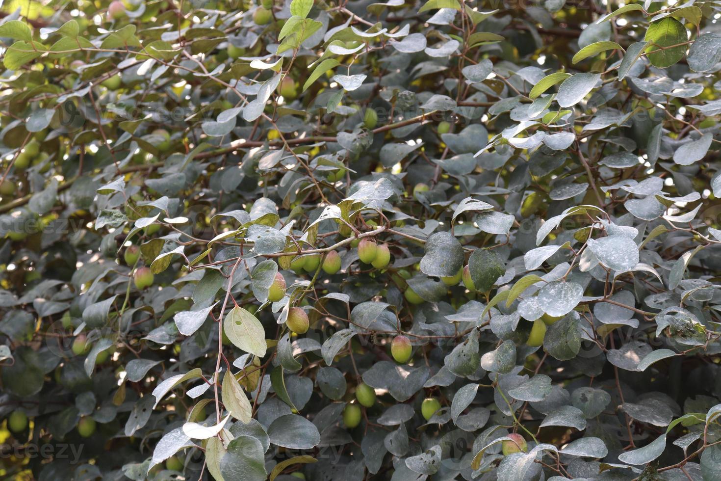 tree with jujube for firming photo