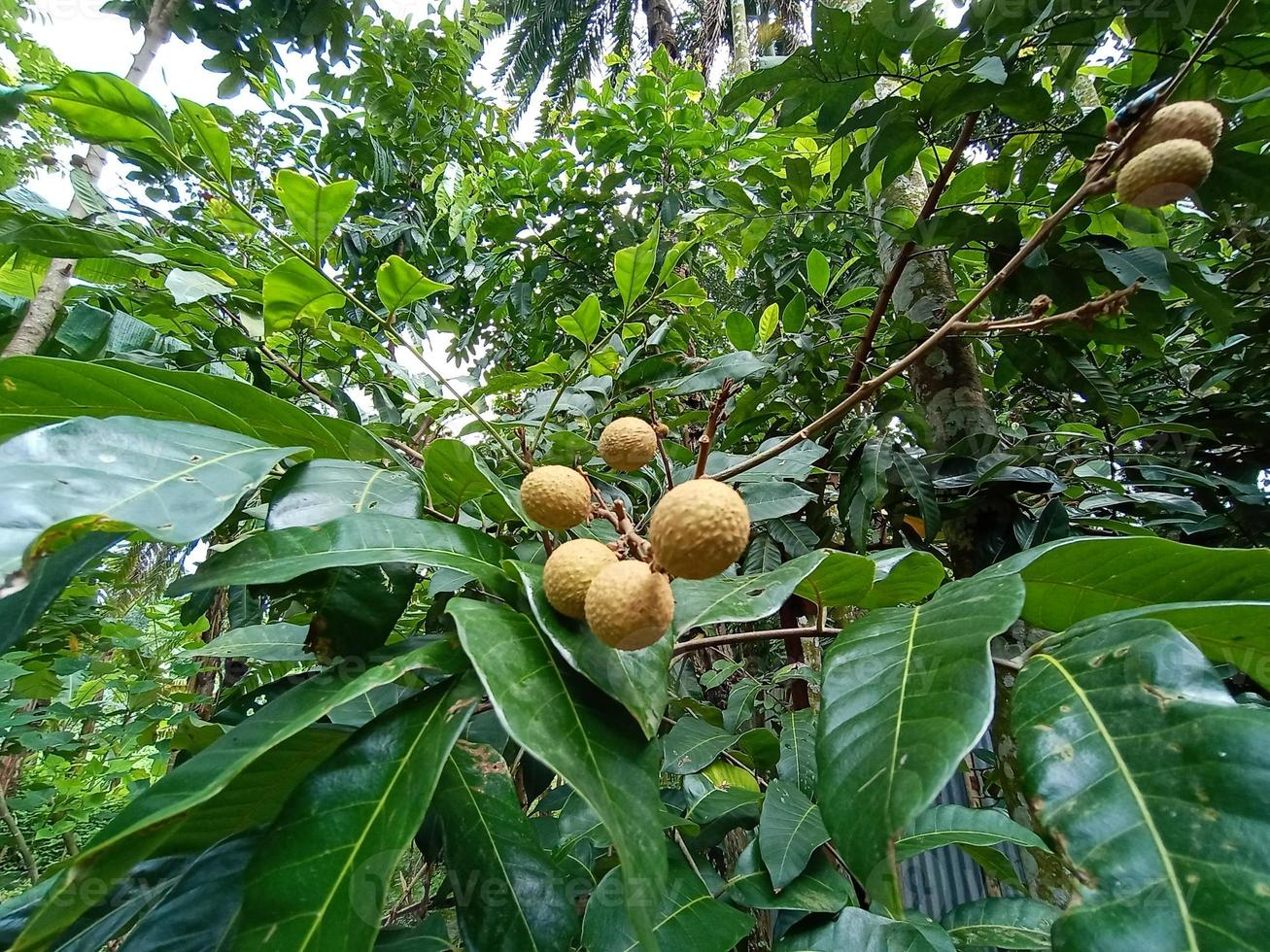 Primer plano de longan sabroso y saludable foto