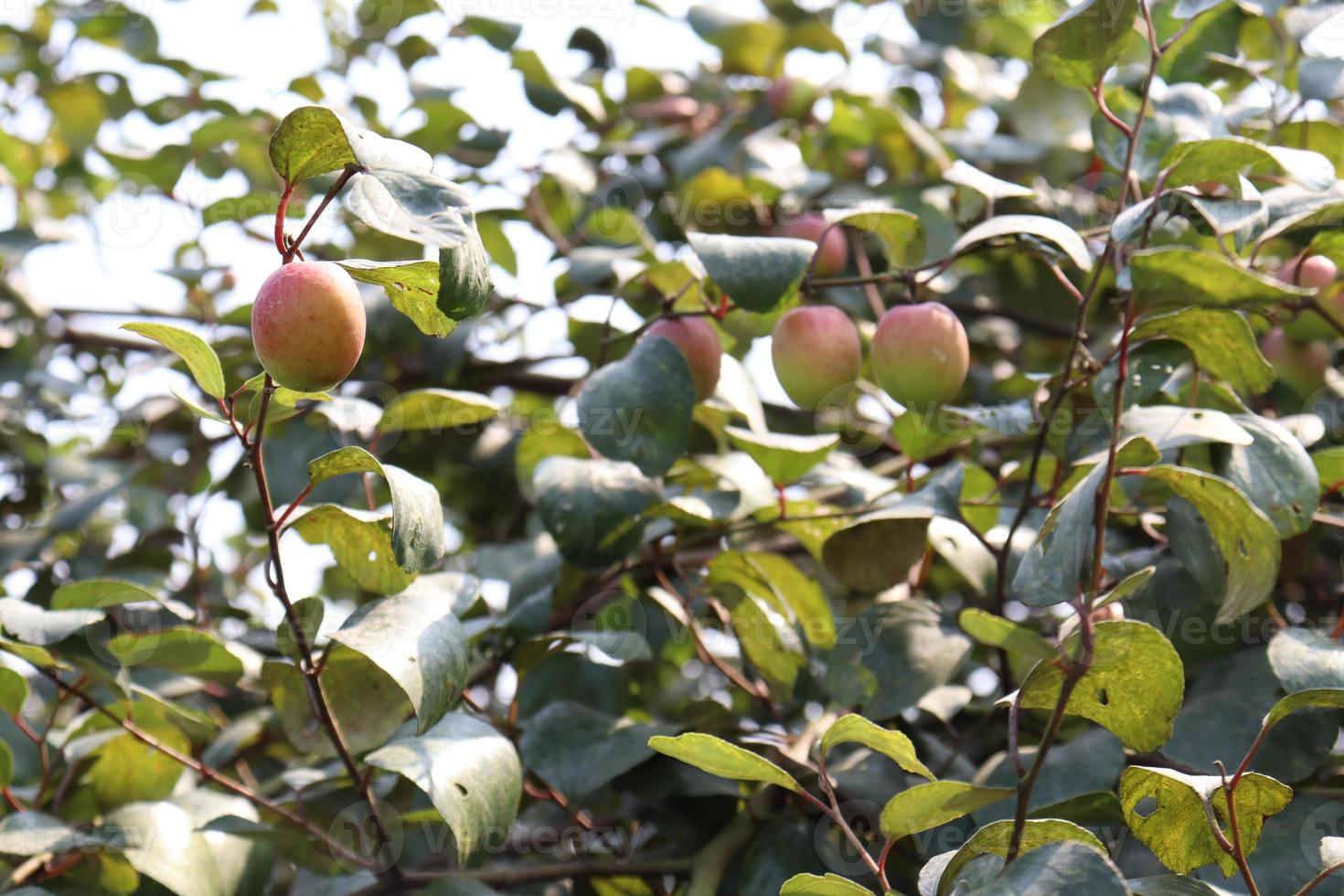 tree with jujube for firming photo