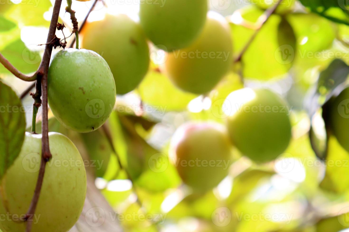 jujube closeup with tree on firm photo