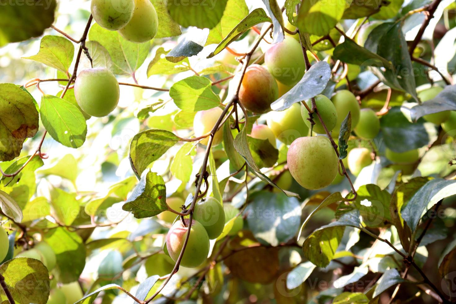 jujube closeup with tree on firm photo