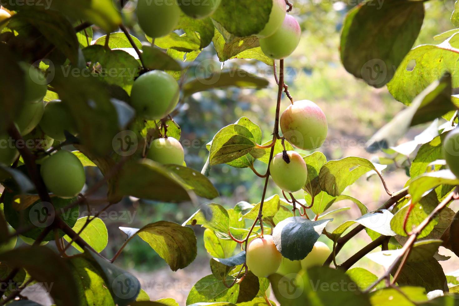 jujube closeup with tree on firm photo