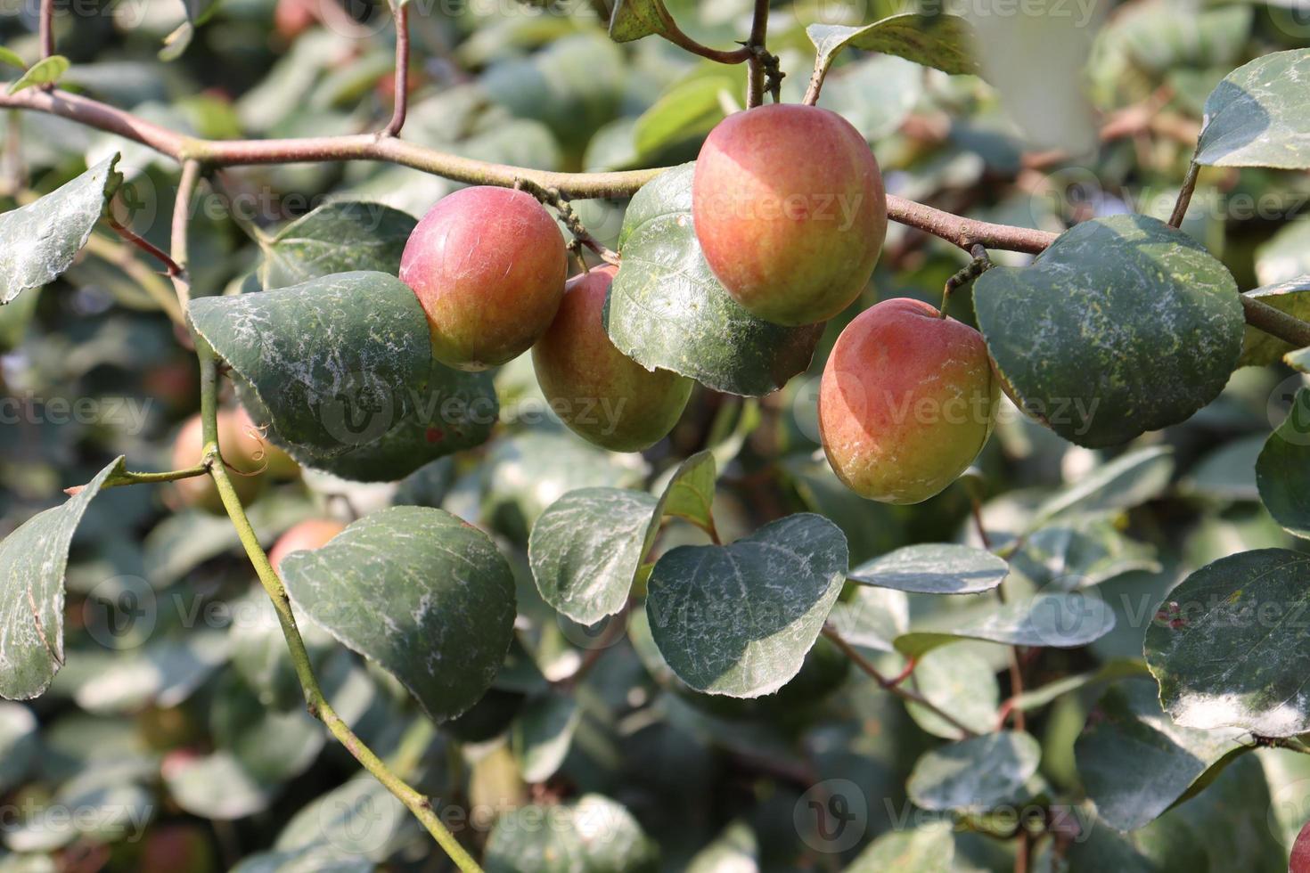 jujube closeup with tree on firm photo