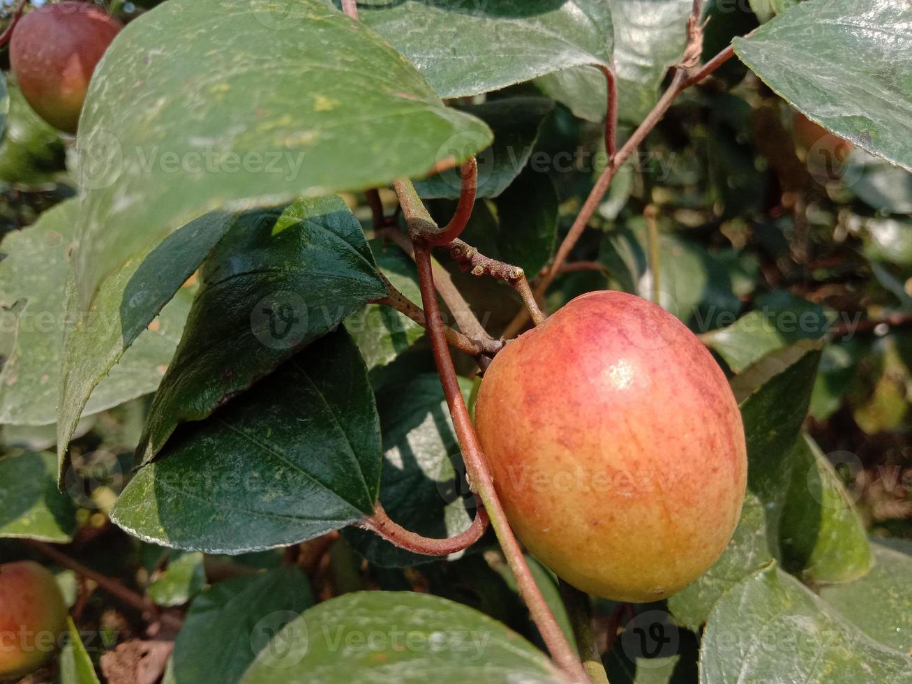 jujube closeup with tree on firm photo