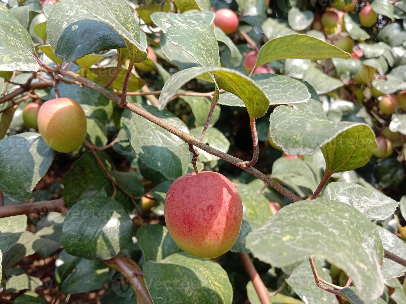 jujube closeup with tree on firm photo