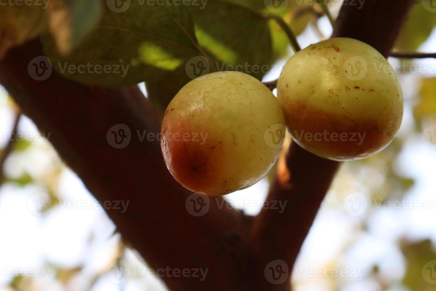 ripe jujube on tree in firm for harvest photo